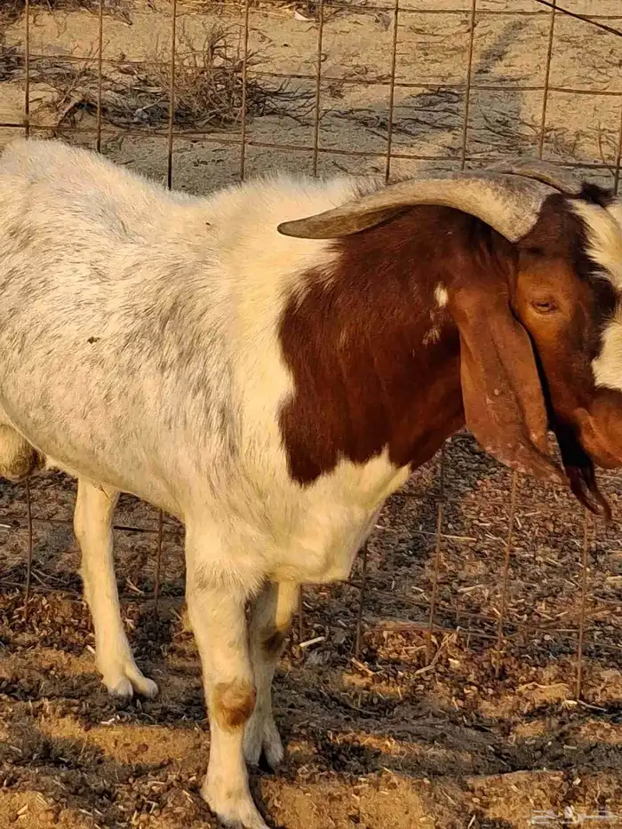 تيس فحل بروقيت سديس دم صافي ماشاء الله ضراب 8