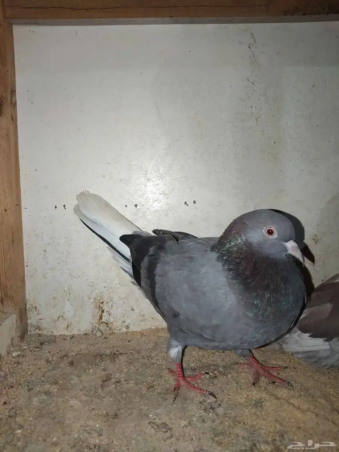 دجاج كويتي وحمام باكستاني وحمام قطيفي 5