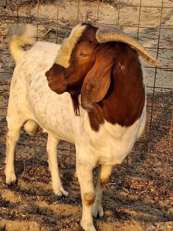 تيس فحل بروقيت سديس دم صافي ماشاء الله ضراب 4