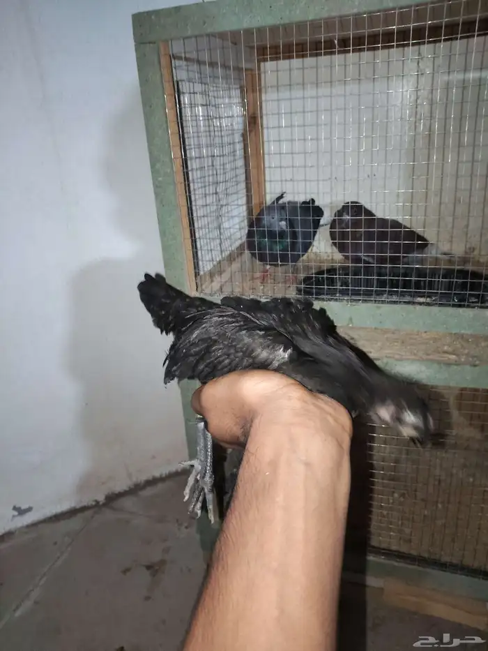 دجاج كويتي وحمام باكستاني وحمام قطيفي 7
