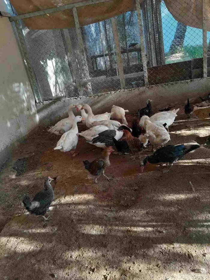 وز للبيع 7حبه عمر من 10 الى 11 شهر ذكوار وانثي 1