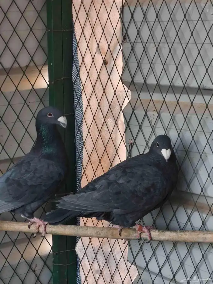 همر بلاك مستوى عالي 0