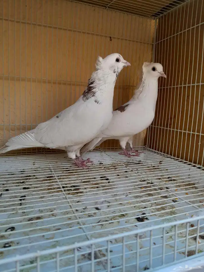 قطايف قلاب 2