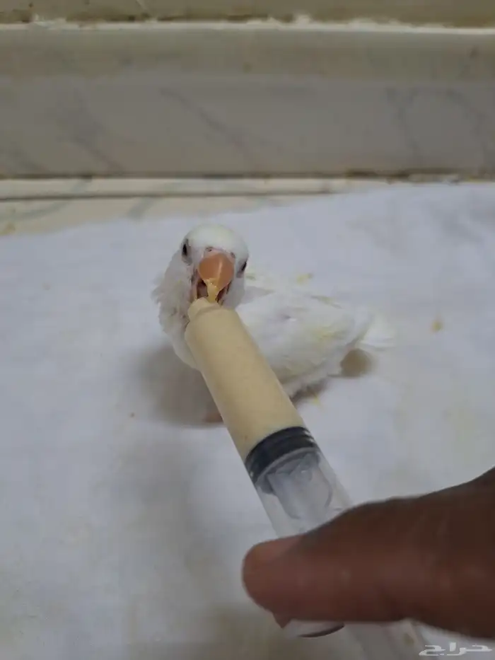 تبارك الله طيور روز للبيع فرخ واحد 0