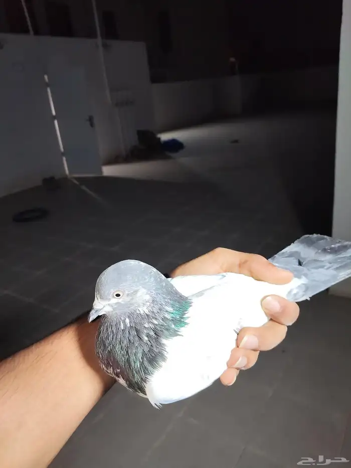 دجاج كويتي وحمام باكستاني وحمام قطيفي 0