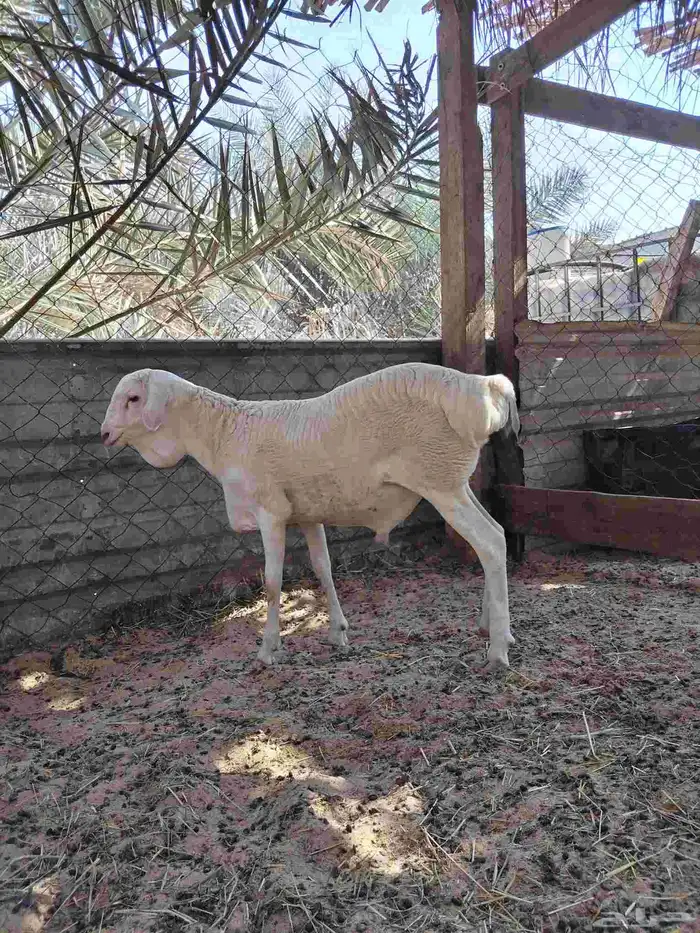 خروف بربري_الطرف. 0