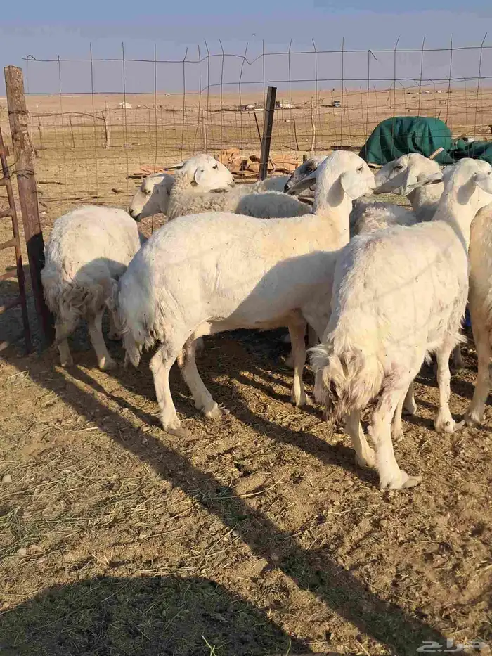 للبيع غنم حريات 0
