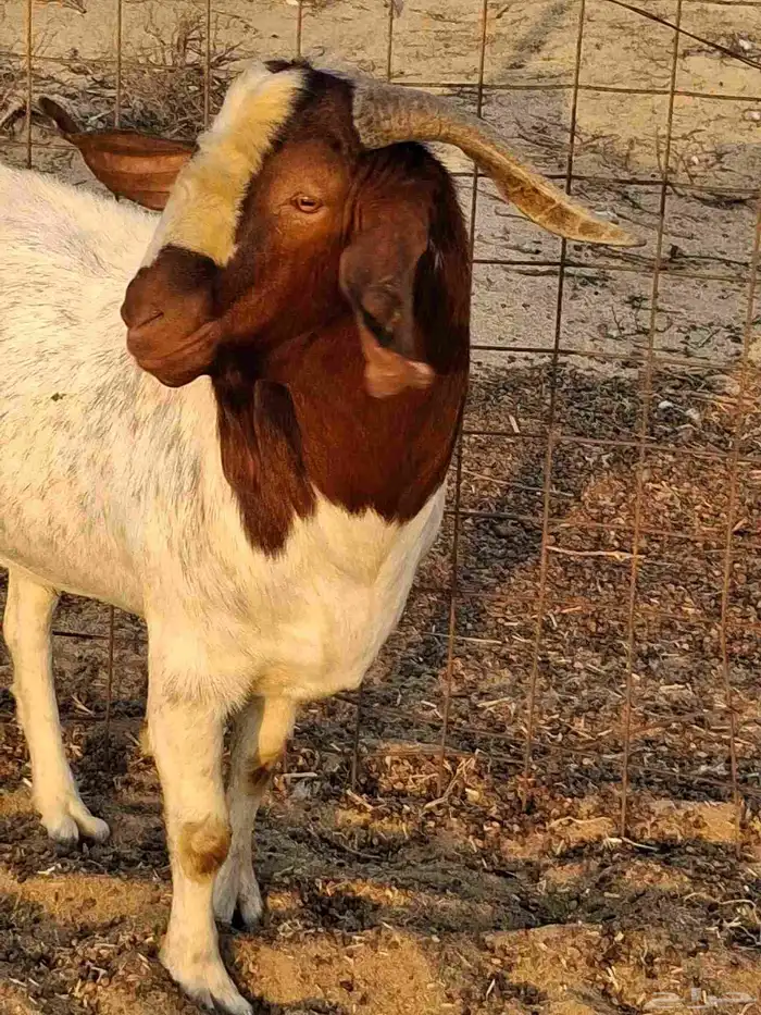 تيس فحل بروقيت سديس دم صافي ماشاء الله ضراب 3