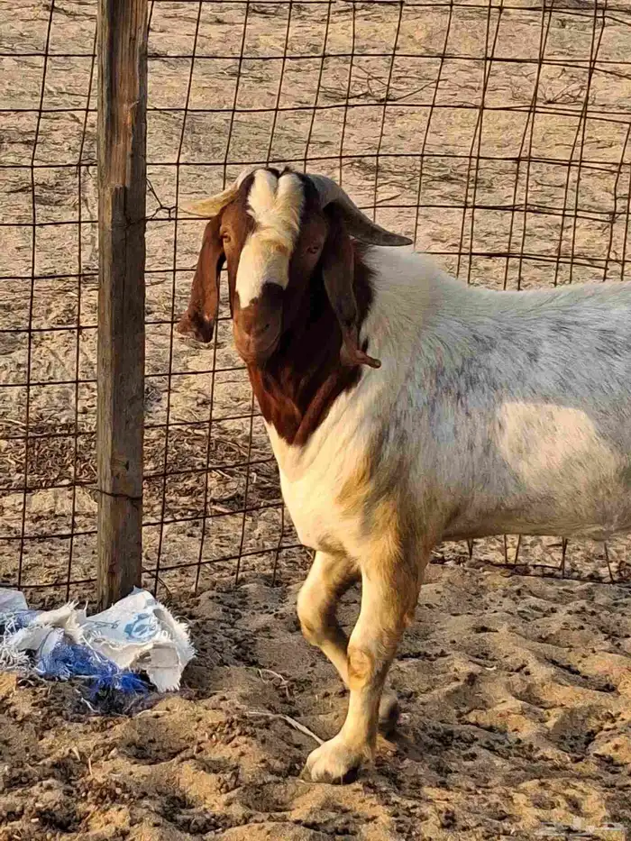 تيس فحل بروقيت سديس دم صافي ماشاء الله ضراب 1