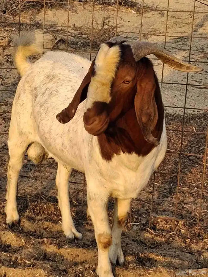 تيس فحل بروقيت سديس دم صافي ماشاء الله ضراب 5