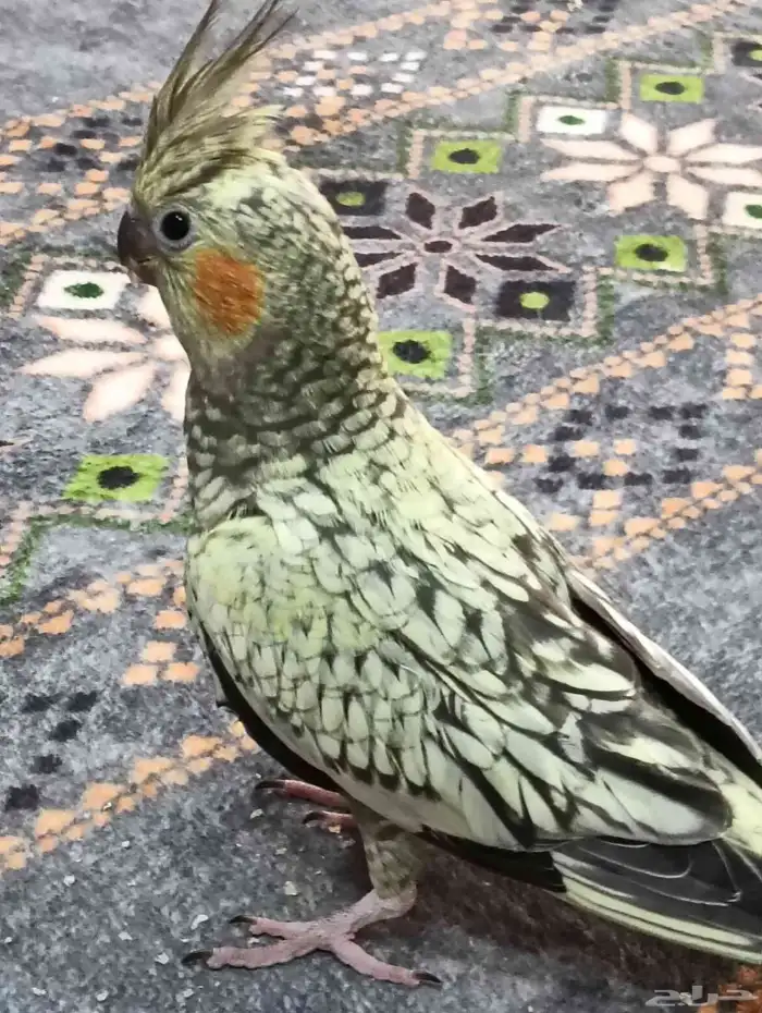 كروان جميل وصحة ممتازه والصوره واضحه 0