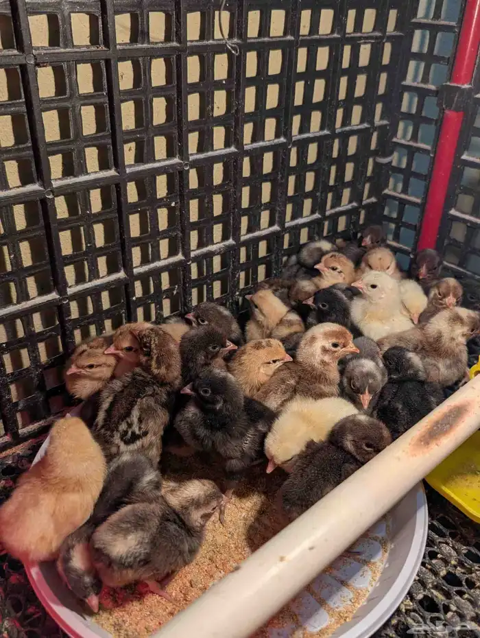 صوص دجاج كريم ليجبار (لقبار) ذو البيض الأزرق نوادر خوارج 5