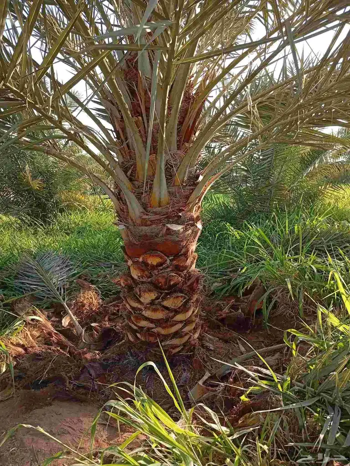 نقوم بتكريب النخيل 3