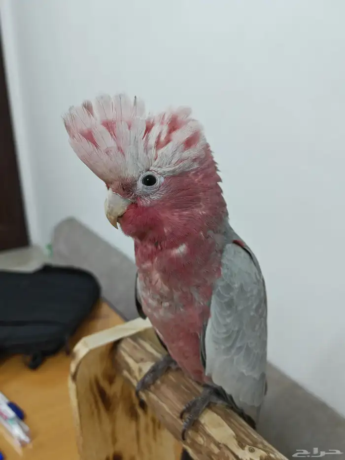 كوكاتو قالا 4