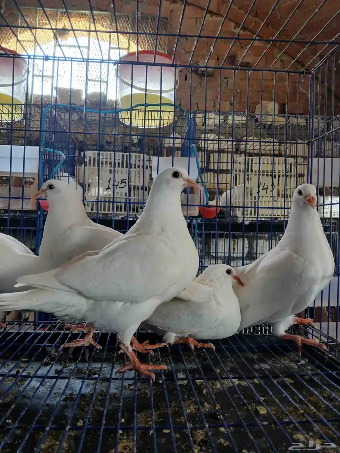 مهندس تربية حمام لاحم فرنسى ودواجن خبرة 0