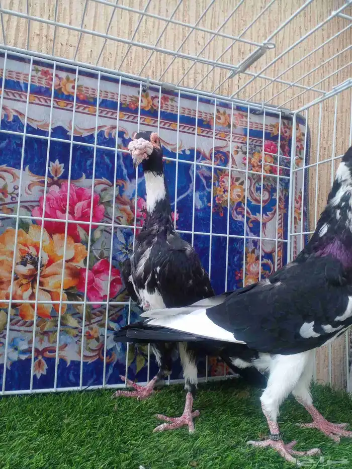 ذكر بغدادي بأنتاجه فرده واحده باقي 4 ريش مابانت معي 6