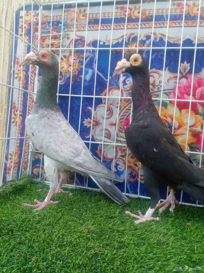 جوز كارير مستوا وعينك ميزانك ... 4