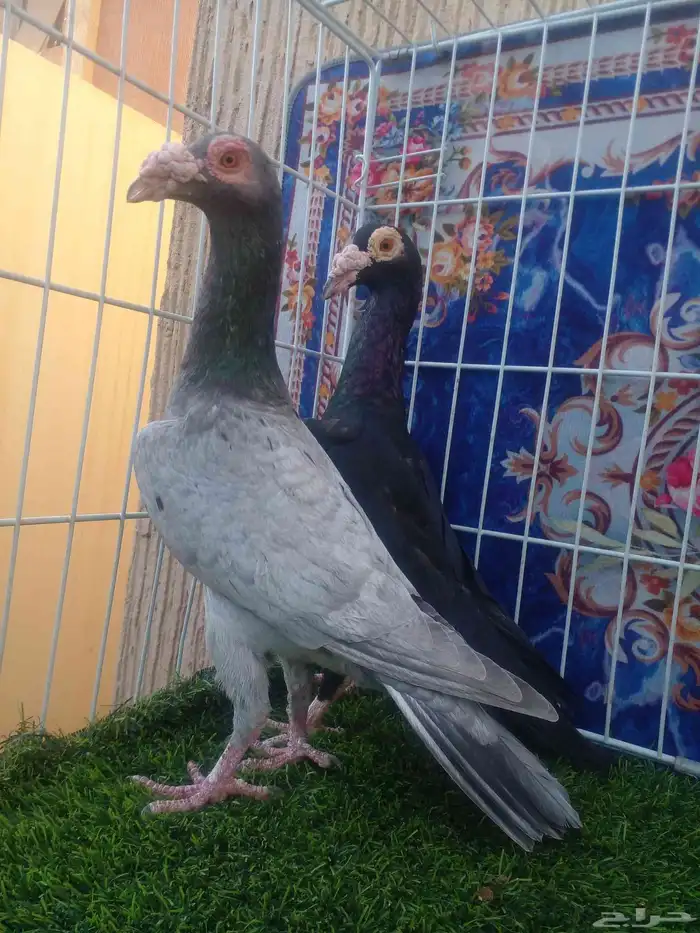 جوز كارير مستوا وعينك ميزانك ... 0