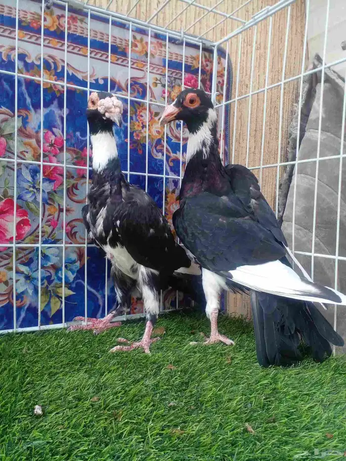 ذكر بغدادي بأنتاجه فرده واحده باقي 4 ريش مابانت معي 5