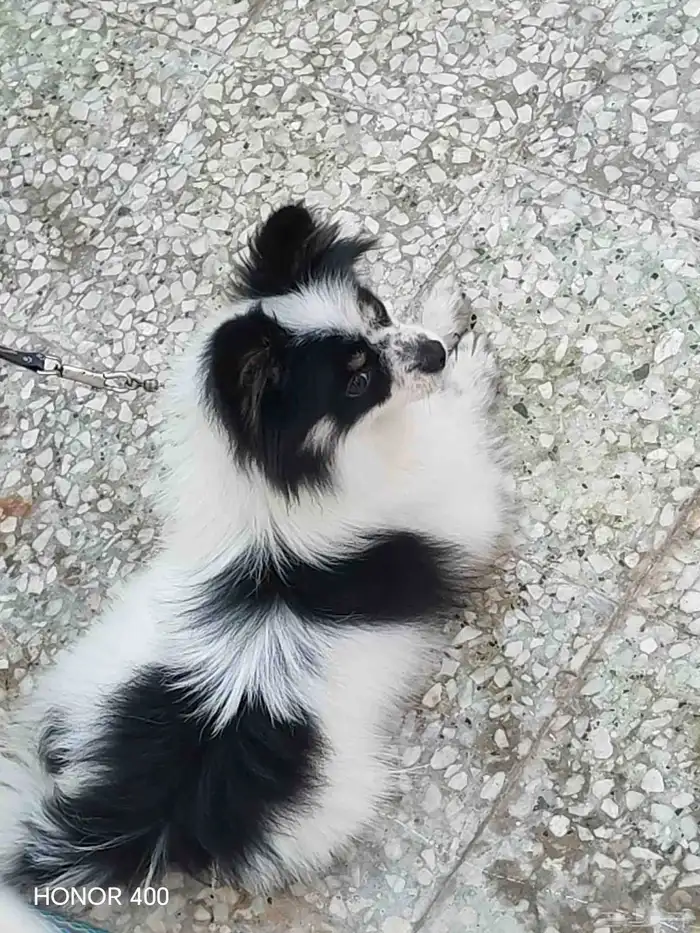 كلبه لي بيع اللي حاب يشتري يكلمني جنس انثي 1