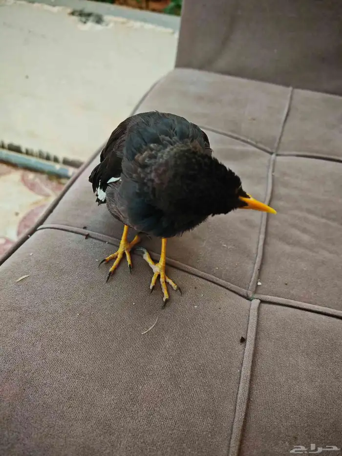 للبيع جوز مينه أليف لتواصل 2