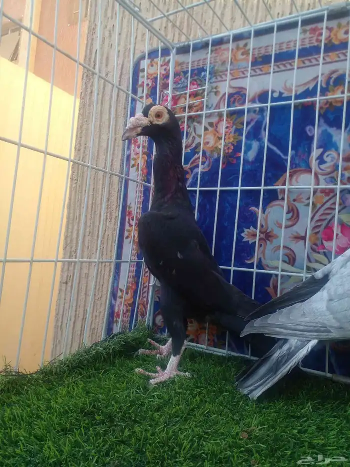 جوز كارير مستوا وعينك ميزانك ... 3