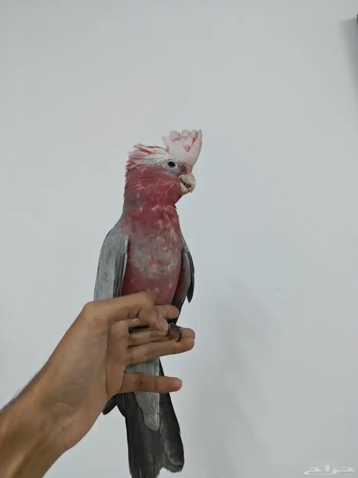 كوكاتو قالا 3