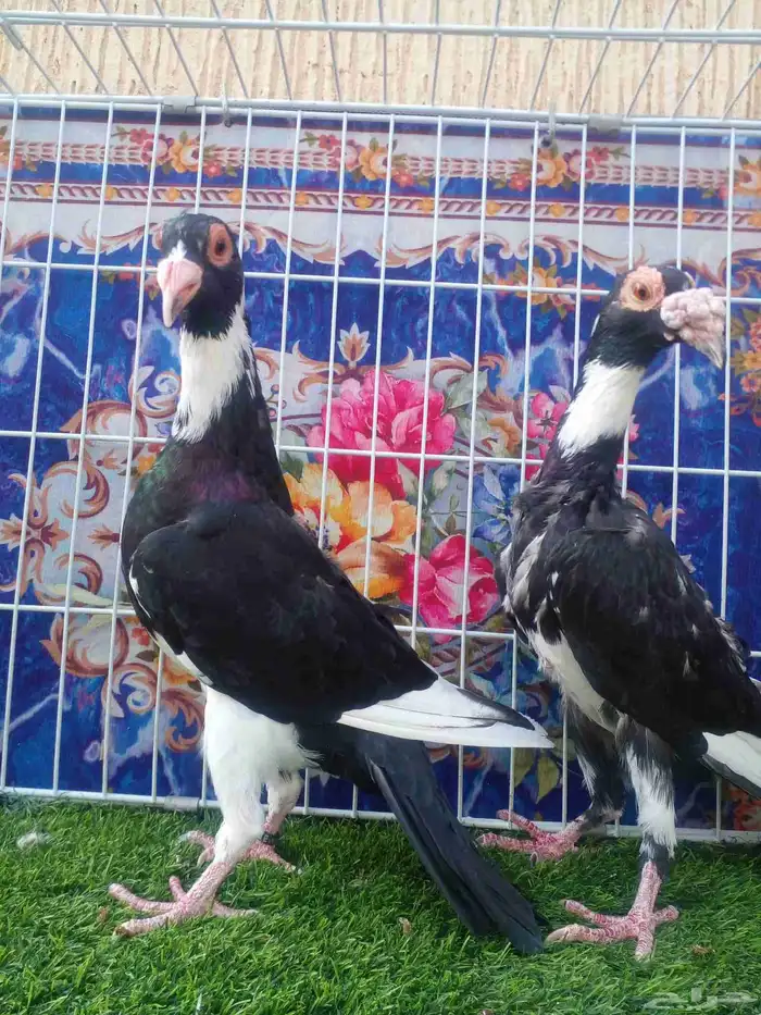 ذكر بغدادي بأنتاجه فرده واحده باقي 4 ريش مابانت معي 1