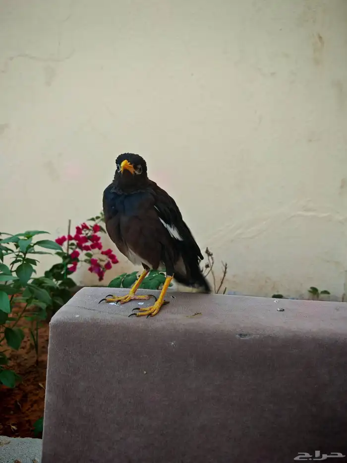 للبيع جوز مينه أليف لتواصل 0