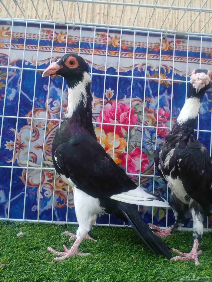 ذكر بغدادي بأنتاجه فرده واحده باقي 4 ريش مابانت معي 0