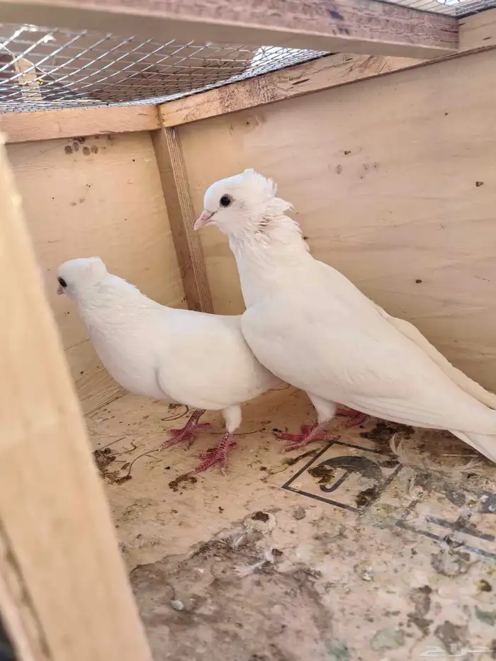 جوز صنعاني صغير الحجم وتحته فروخه 1