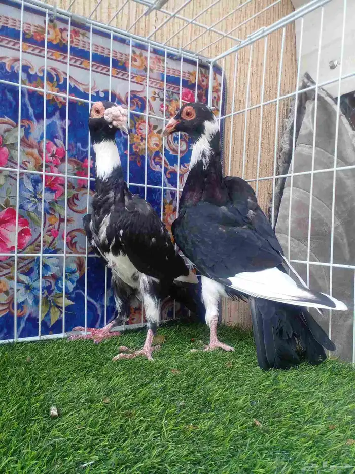 ذكر بغدادي بأنتاجه فرده واحده باقي 4 ريش مابانت معي 7