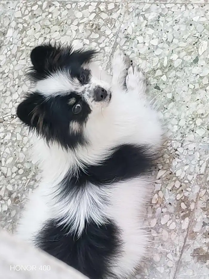 كلبه لي بيع اللي حاب يشتري يكلمني جنس انثي 0