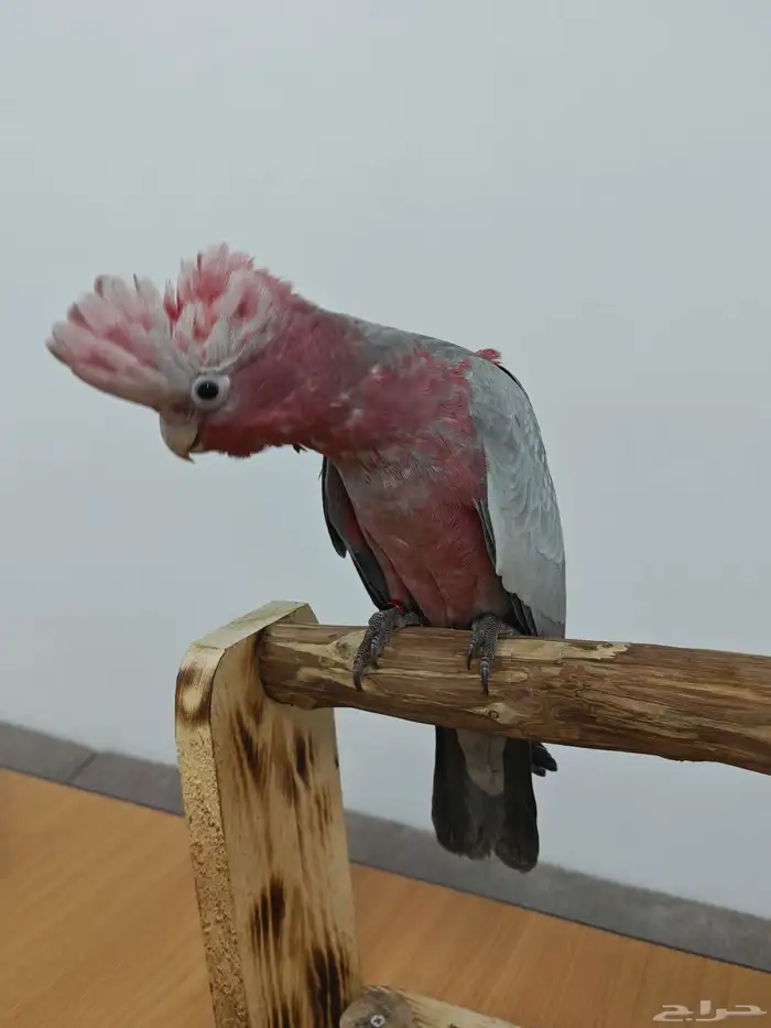 كوكاتو قالا 0