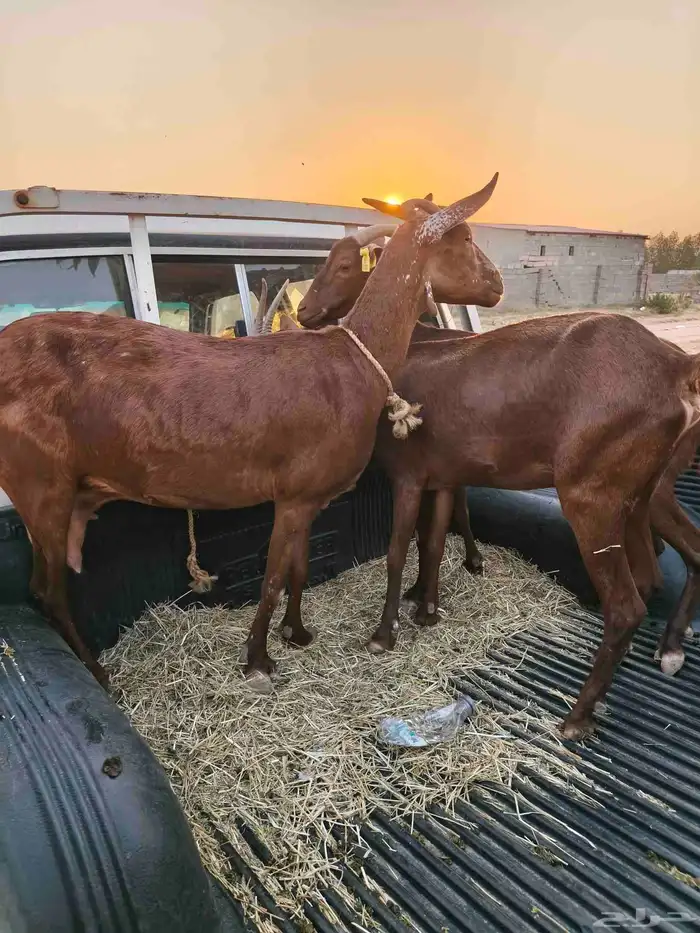 ثلاث روس معزاء محايليات 2