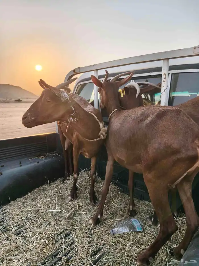 ثلاث روس معزاء محايليات 1