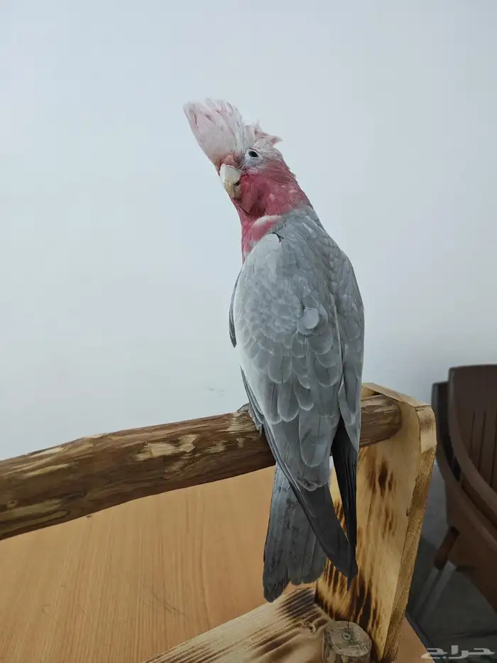 كوكاتو قالا 5