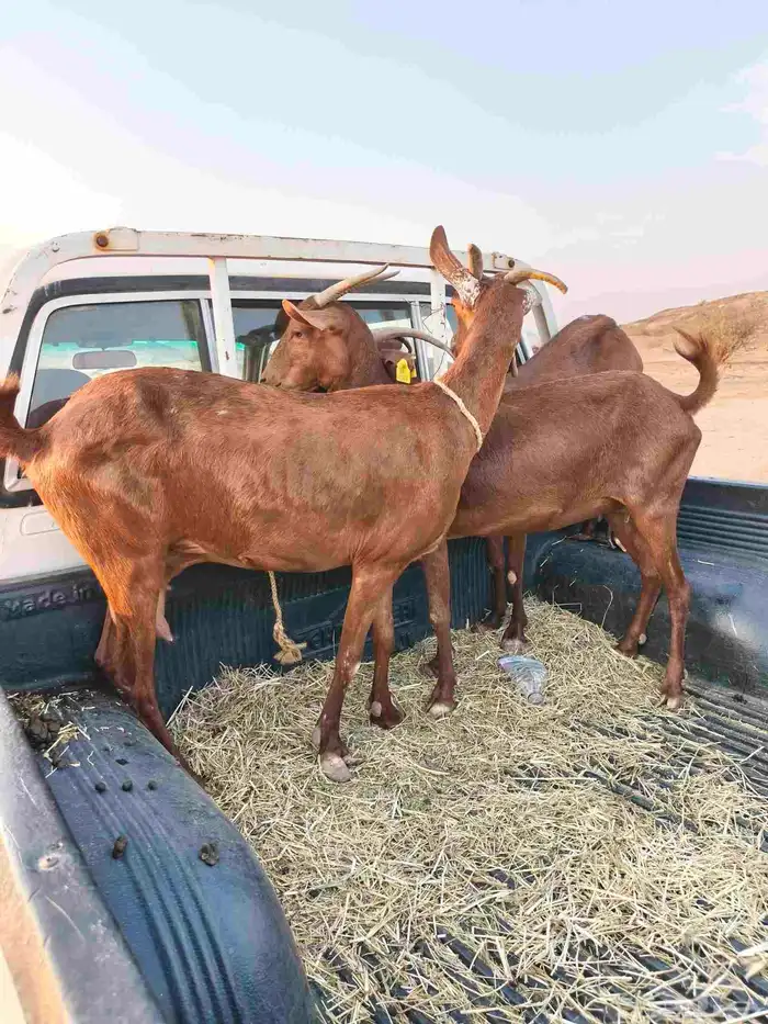 ثلاث روس معزاء محايليات 3