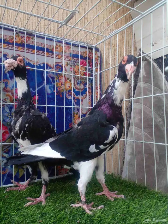 ذكر بغدادي بأنتاجه فرده واحده باقي 4 ريش مابانت معي 3