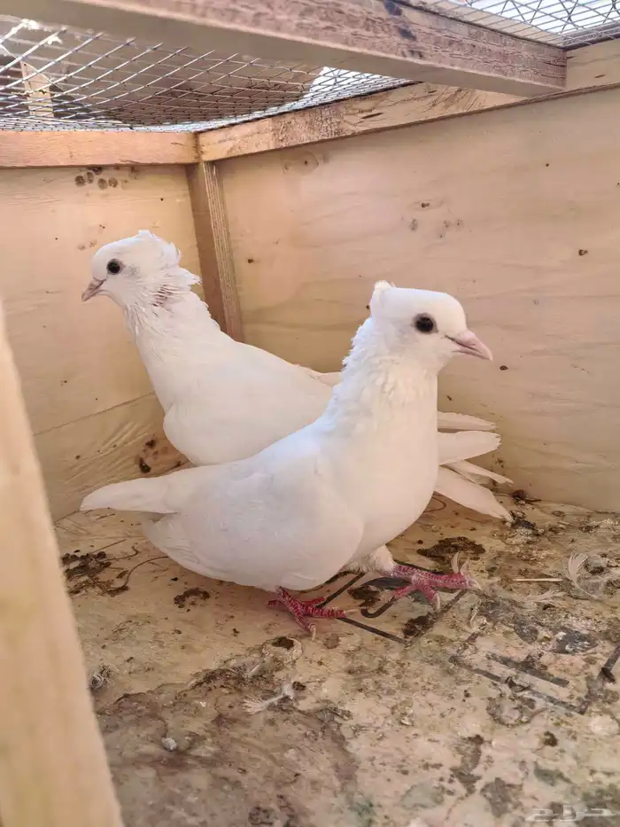 جوز صنعاني صغير الحجم وتحته فروخه 2