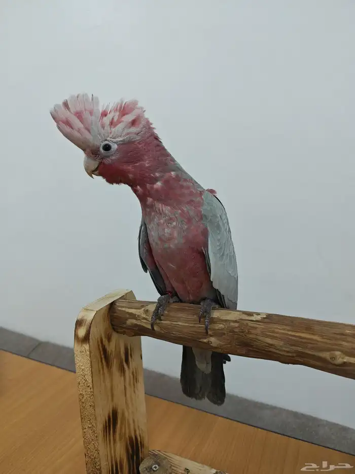 كوكاتو قالا 2