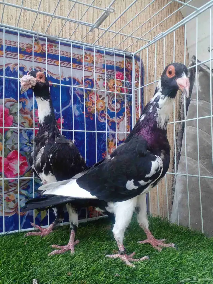 ذكر بغدادي بأنتاجه فرده واحده باقي 4 ريش مابانت معي 2