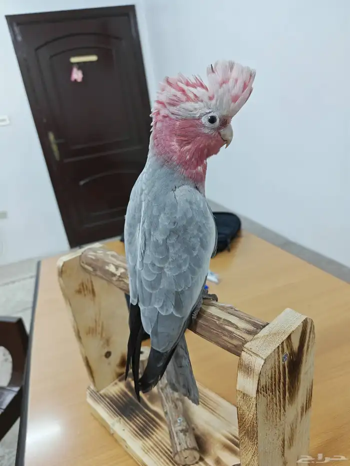 كوكاتو قالا 1