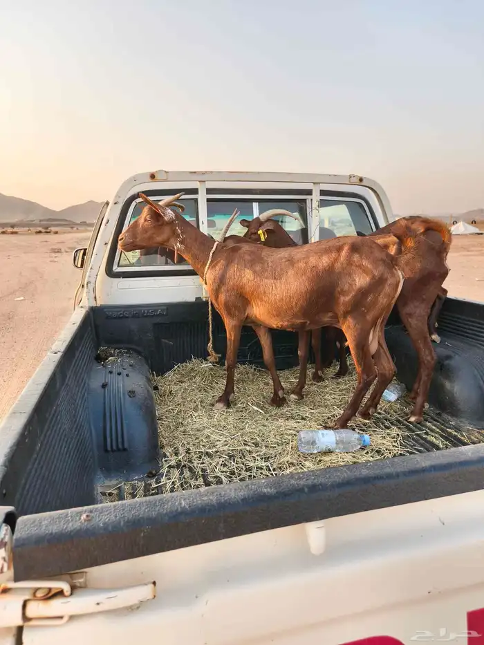 ثلاث روس معزاء محايليات 4