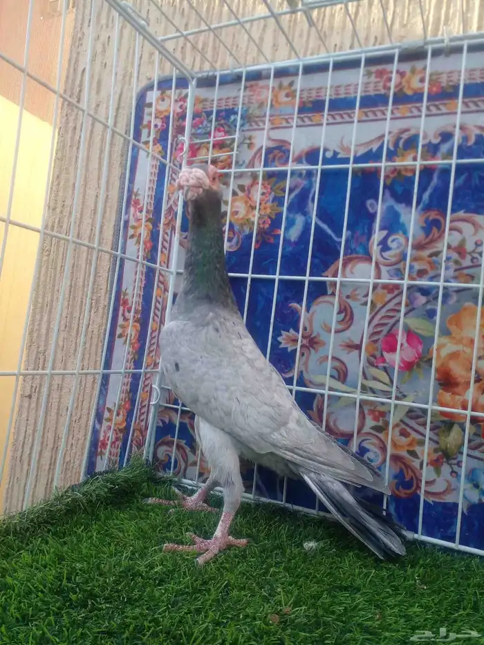 جوز كارير مستوا وعينك ميزانك ... 2