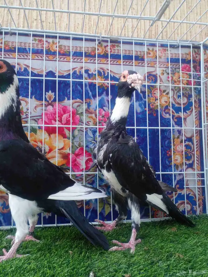 ذكر بغدادي بأنتاجه فرده واحده باقي 4 ريش مابانت معي 4