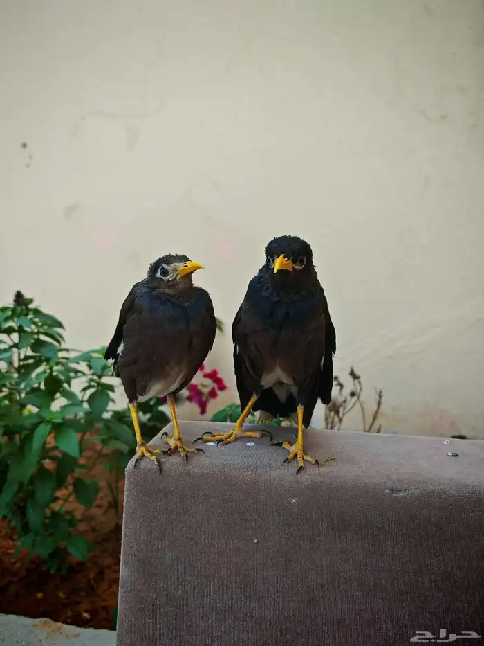 للبيع جوز مينه أليف لتواصل 1