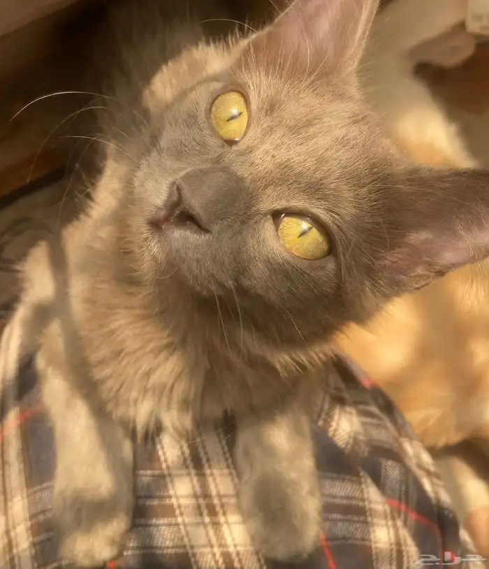 قطط لتبني عمرهم سته او سبعه شهور انثى وذكر مافيهم امراض 2