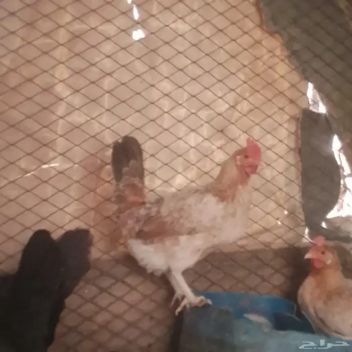 دجاج بياض 0