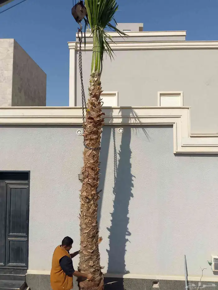 نخيل واشنطني زينه 1